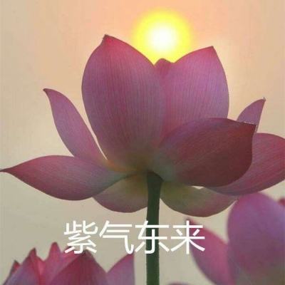 礼物安检员手机版